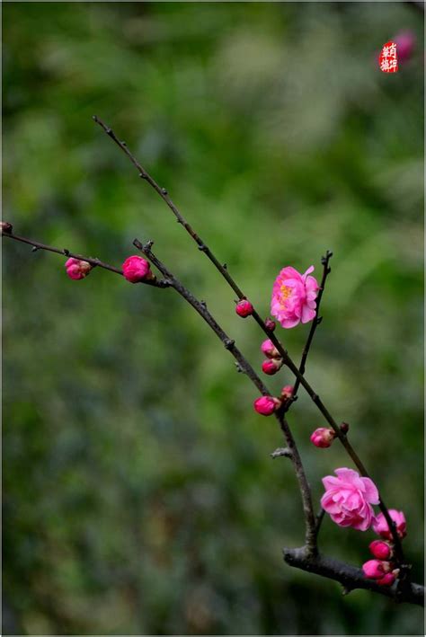 紅梅報春|春落梅枝頭 富貴花開 吉祥如意 五福到